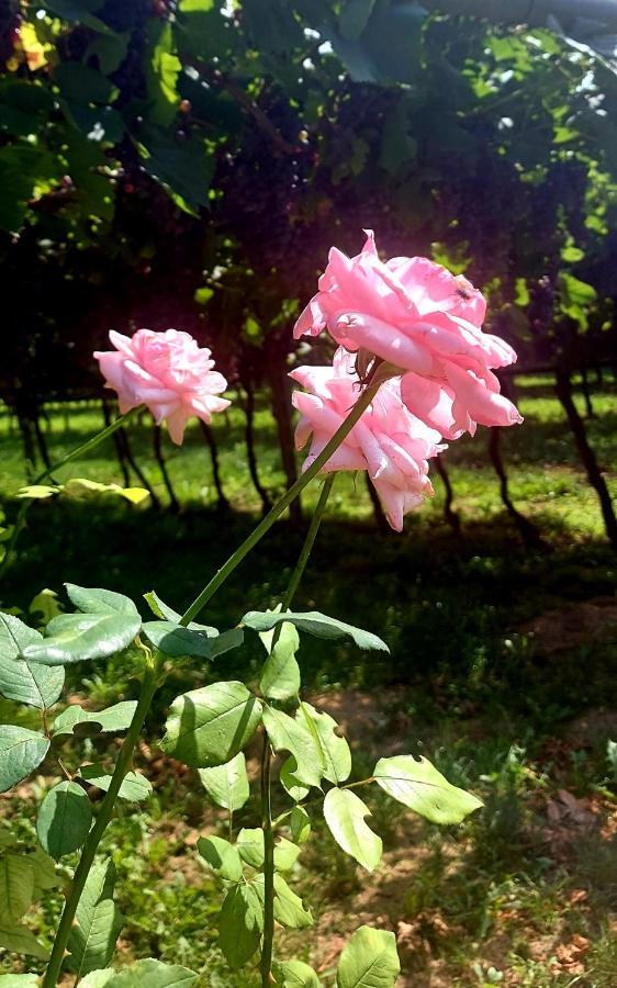 Relais Divino Otel Ala Dış mekan fotoğraf